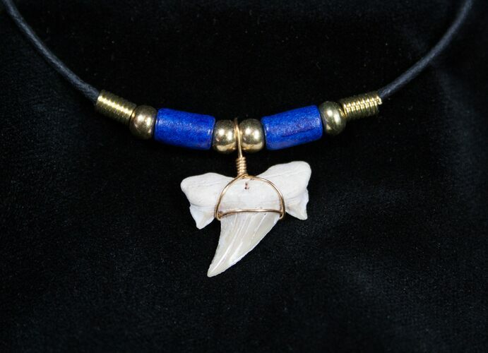 Fossil Shark Tooth Necklace #604